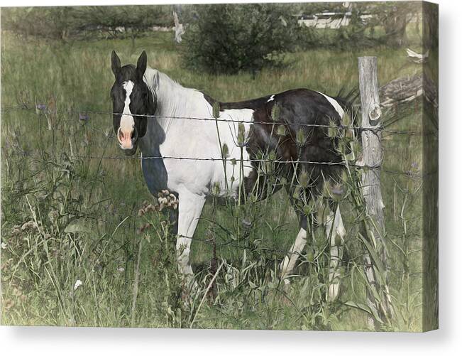 Horse Canvas Print featuring the photograph Talk To Me by Donna Kennedy
