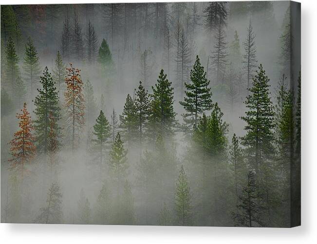 Forest Canvas Print featuring the photograph Trees in Yosemite II by Jon Glaser