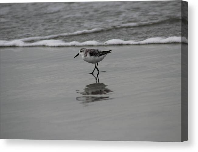 Birds Canvas Print featuring the photograph Walkin' by Fred DeSousa