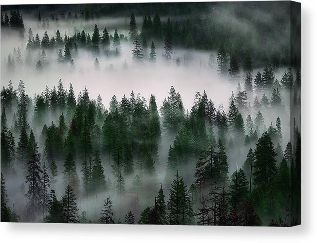 Nature Canvas Print featuring the photograph Yosemite Valley of Trees #1 by Jon Glaser