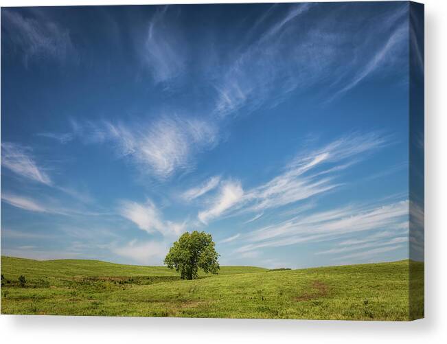 Blue Sky Canvas Print featuring the photograph A Celebrated Tree by Scott Bean