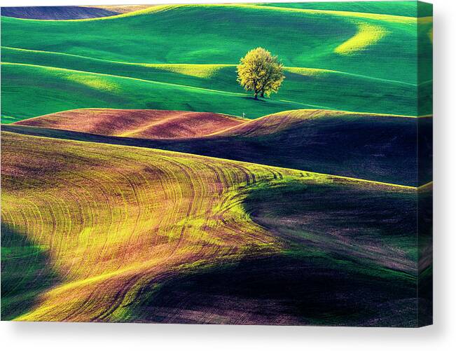 Palouse Canvas Print featuring the photograph A tree on rolling hills by Yoshiki Nakamura