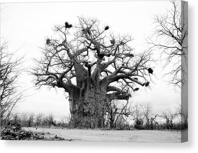 Art Canvas Print featuring the photograph Ancient Baobab by Mia Badenhorst