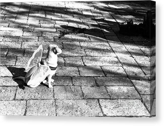 Angel Dog In Venice Canvas Print featuring the photograph Angel Dog in Venice by John Rizzuto