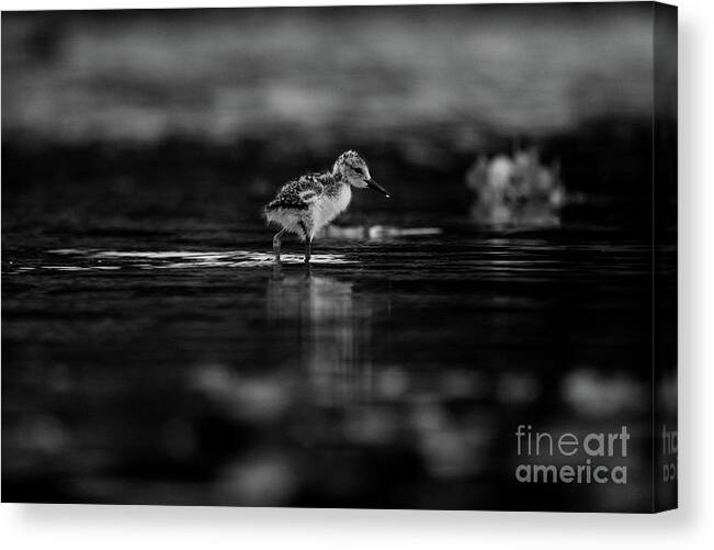 Black-necked Stilt Canvas Print featuring the photograph First Steps by John F Tsumas