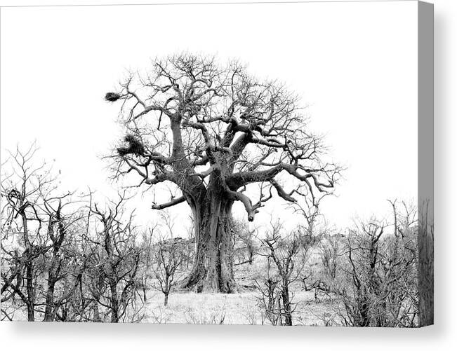  Canvas Print featuring the photograph Baobab View by Mia Badenhorst