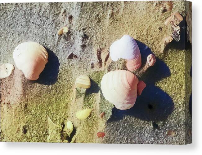 Beach Canvas Print featuring the photograph Beach ocean coast Seashells ap 405 by Dan Carmichael