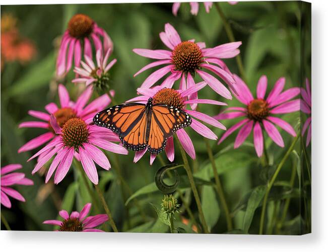 Fine Art America Canvas Print featuring the photograph Brightly Colored by Scott Bean
