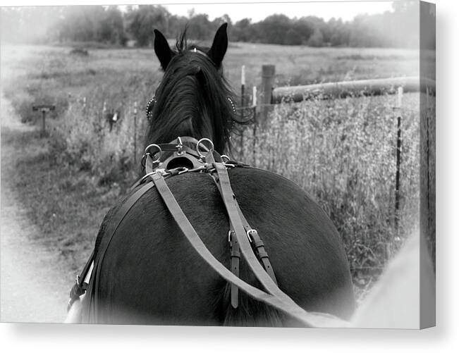 Horse Canvas Print featuring the photograph Carraige View Horse by William Havle