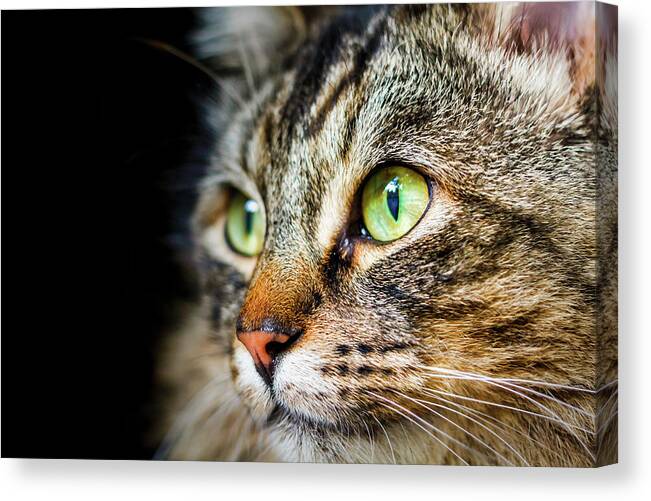 Cat Canvas Print featuring the photograph Cat Stare by Rick Deacon
