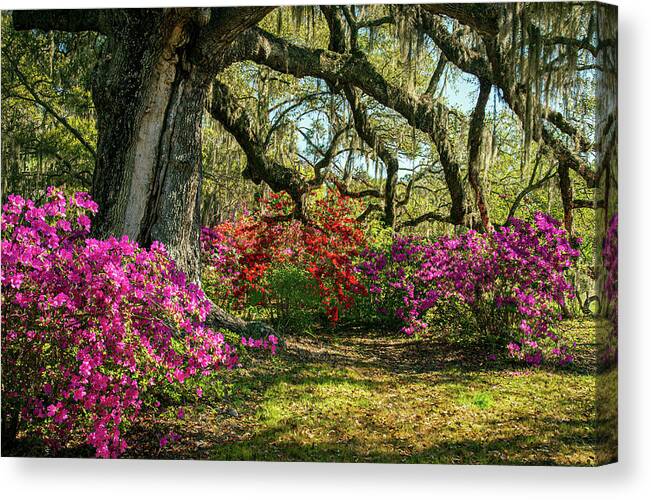 Blooms Canvas Print featuring the photograph Charleston SC Walking Into Spring Landscape by Robert Stephens