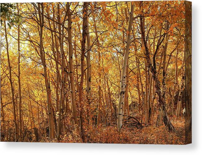 Fall Colors Canvas Print featuring the photograph Colorado Fall 1163 by Rick Perkins
