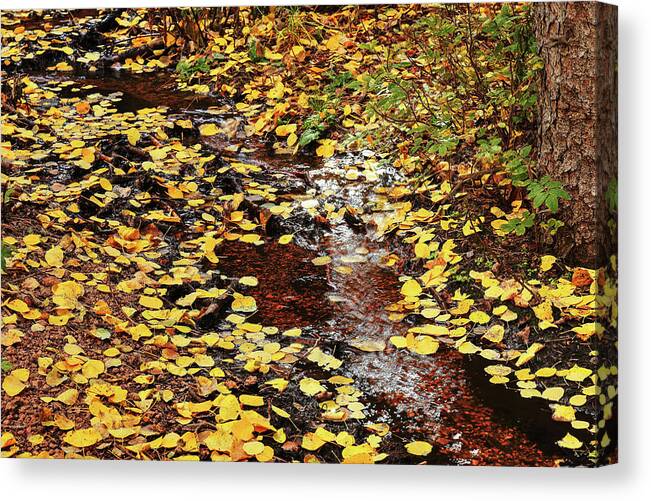 Fall Colors Canvas Print featuring the photograph Colorado Fall 1835 by Rick Perkins