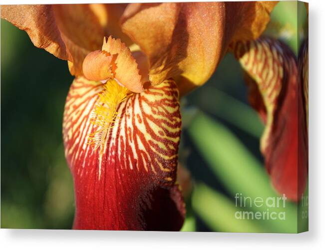 Iris Canvas Print featuring the photograph Dark Red by Fantasy Seasons