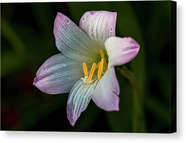  Canvas Print featuring the photograph Day Lilly by Lou Novick