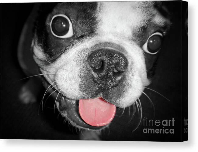 Dog Canvas Print featuring the photograph Doggy Breath by John Hartung  ArtThatSmiles com