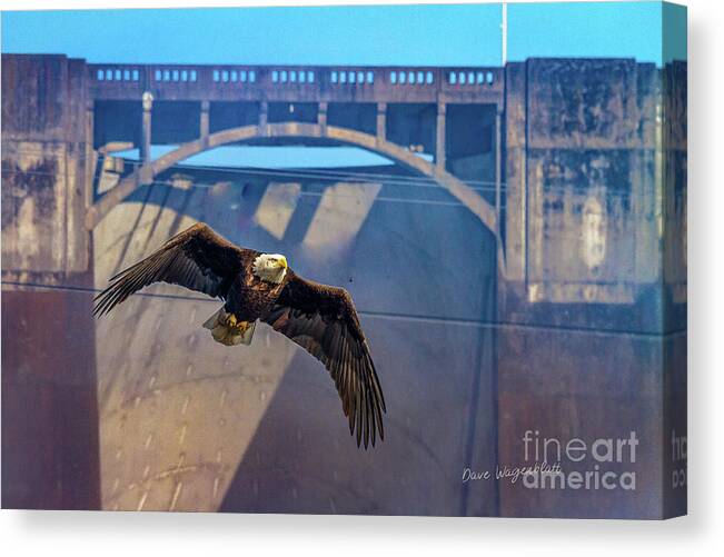 Eagle Canvas Print featuring the photograph Eagle at the Dam by David Wagenblatt