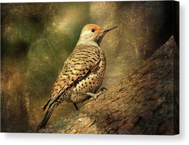 Flicker Canvas Print featuring the photograph Flicker in a Tree by Donna Kennedy