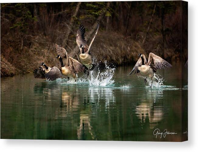 Canada Canvas Print featuring the photograph Fly Away Home by Gary Johnson