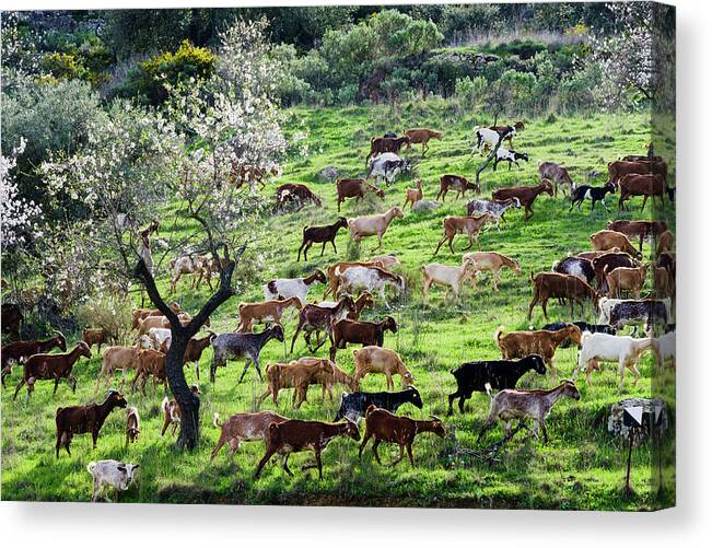 Goats Canvas Print featuring the photograph Goats and Almonds by Gary Browne