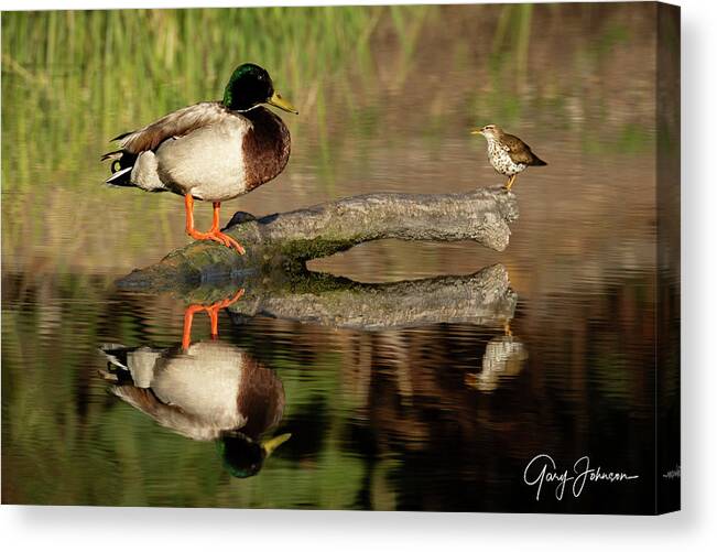 Gary Johnson Canvas Print featuring the photograph I Was Here First by Gary Johnson