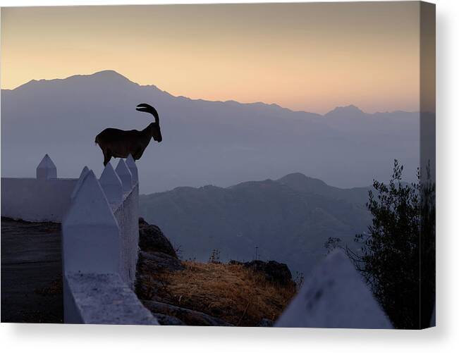 Ibex Canvas Print featuring the photograph Ibex at dawn by Gary Browne