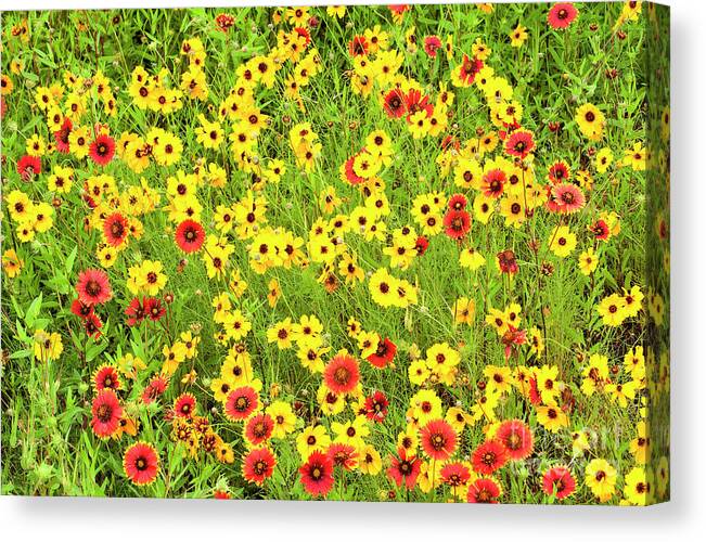 Dave Welling Canvas Print featuring the photograph Indian Blanketflowers And Coreopsis Texas by Dave Welling