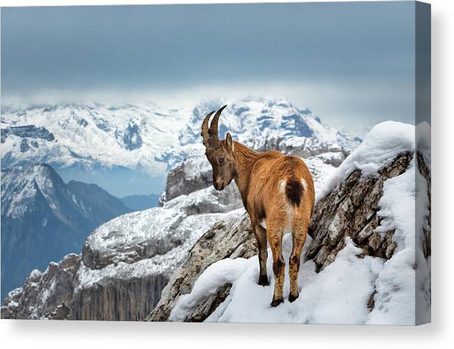 Nature Canvas Print featuring the photograph Just Goating Around by Rick Deacon