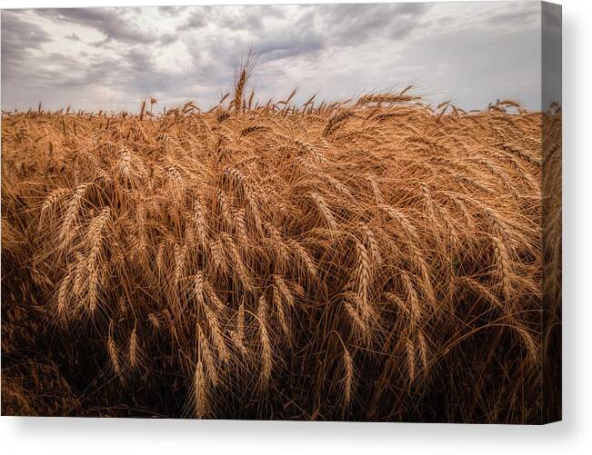 Great Plains Canvas Print featuring the photograph Just Wheat by Scott Bean