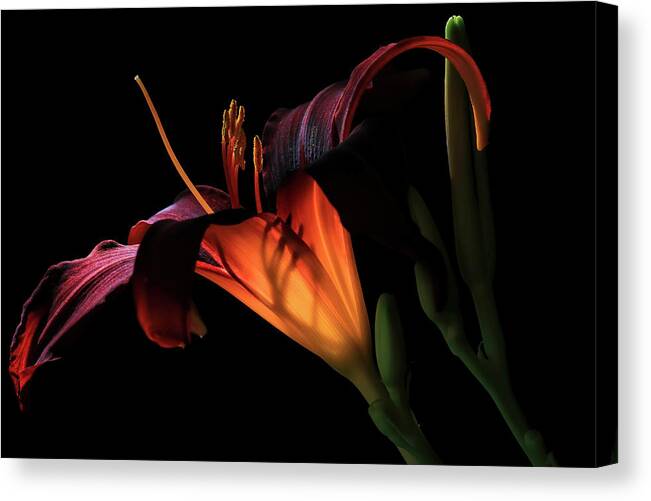Red Lily Canvas Print featuring the photograph Lily Ambiance by Donna Kennedy