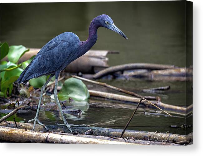 Gary Johnson Canvas Print featuring the photograph Little Blue Heron by Gary Johnson