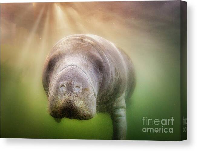 American Manatee Canvas Print featuring the photograph Rays Of Hope by John Hartung  ArtThatSmiles com