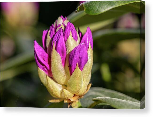 Macro Canvas Print featuring the photograph Mr. Rhododendron In Macro Photography by Aleksandrs Drozdovs
