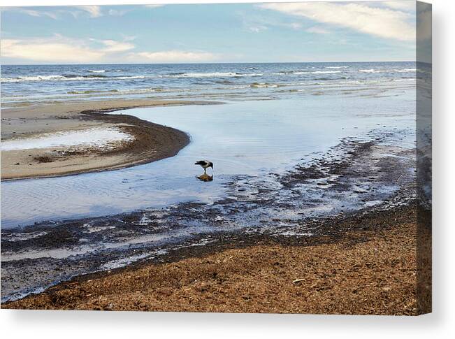 Photography #beach Photography #frozen Beach#low Tide #march Weather #one Crow #sea Mirror #beach Lines #clear Morning Light #jurmala Beach Canvas Print featuring the photograph Nature Mirror On The Beach Jurmala by Aleksandrs Drozdovs