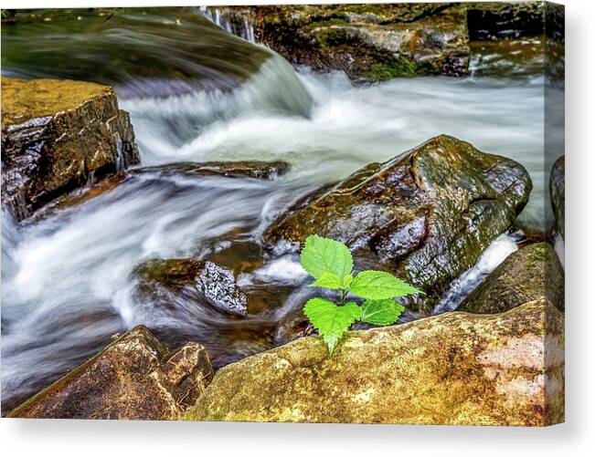 Green Canvas Print featuring the photograph New Growth by Ed Newell