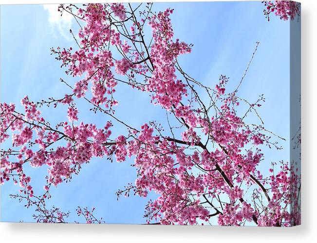 Cherry Blossoms Canvas Print featuring the photograph Pink Branches #2 by Fantasy Seasons
