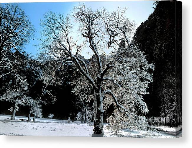 Dave Welling Canvas Print featuring the photograph Snow Covered Black Oaks Quercus Kelloggii Yosemite by Dave Welling