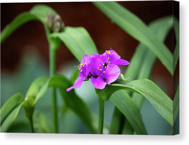 Fine Art America Canvas Print featuring the photograph Spiderwort by Scott Bean