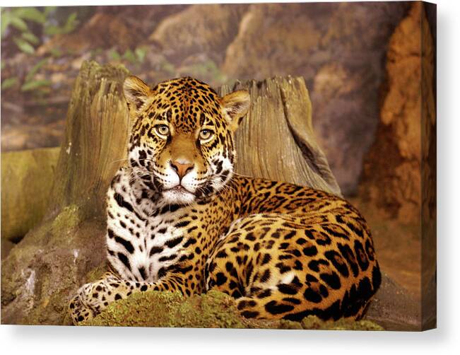 Milwaukee County Zoo Canvas Print featuring the photograph Stella by Deb Beausoleil