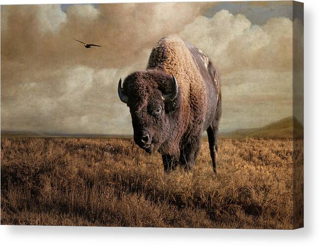 Wildlife Canvas Print featuring the photograph The Bison Watcher by Jai Johnson
