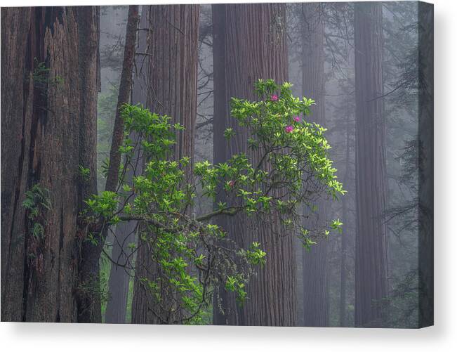 Redwoods Canvas Print featuring the photograph The Branch by Chuck Jason