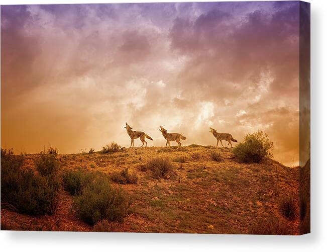 Coyote Canvas Print featuring the digital art Three Part Harmony by Nicole Wilde