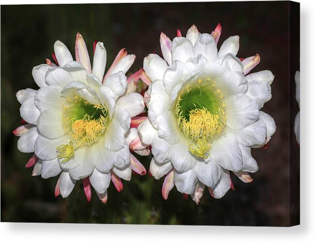 Argentine Giant Cactus Canvas Print featuring the photograph Unforgettable by Donna Kennedy