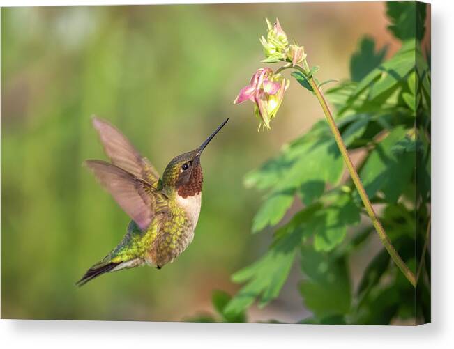 Energy Canvas Print featuring the photograph Welcome Visitor by Scott Bean