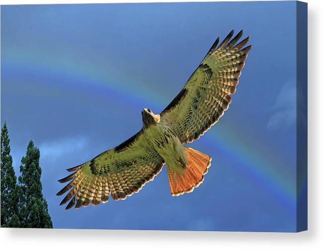 Red Tail Hawk Canvas Print featuring the photograph Wings 2 by Donna Kennedy