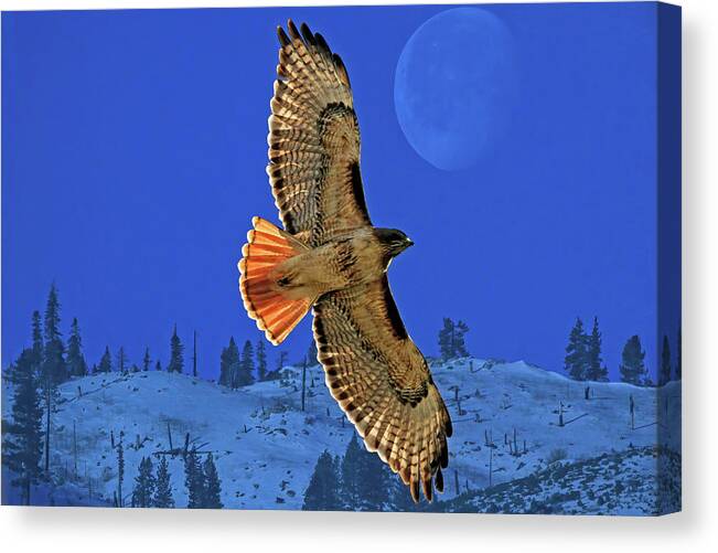Red Tail Hawk Canvas Print featuring the photograph Wings by Donna Kennedy