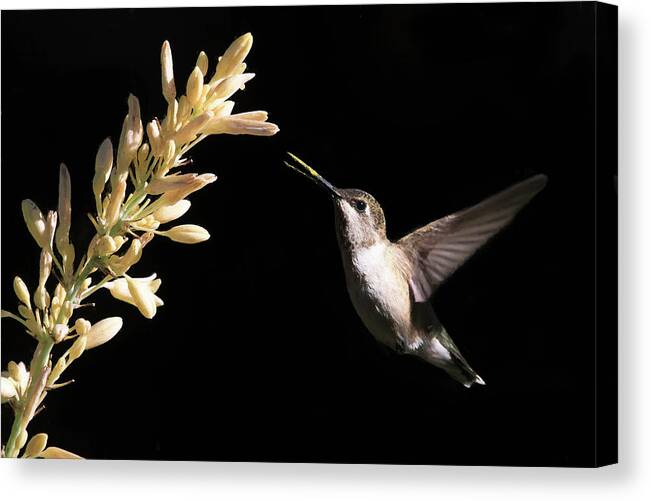 Black-chinned Hummingbird Canvas Print featuring the photograph Yellow Beak by Donna Kennedy