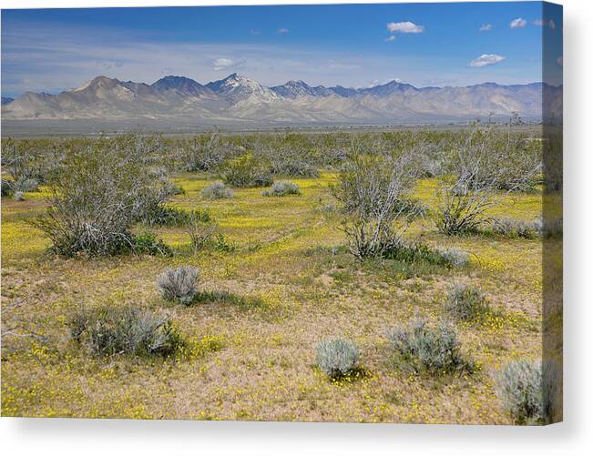 Spring Canvas Print featuring the photograph Yellow Carpet on Mojave Desert by Bonnie Colgan