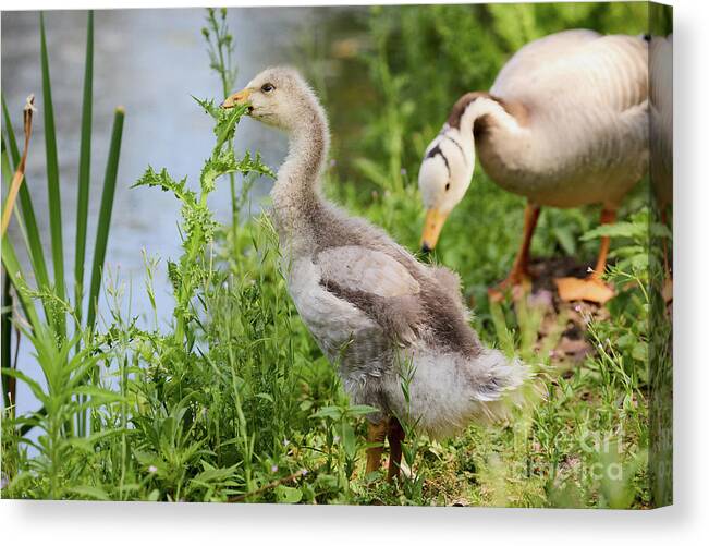 Gans Canvas Print featuring the photograph Young bar-headed goose nibbling on vegetation by Nick Biemans