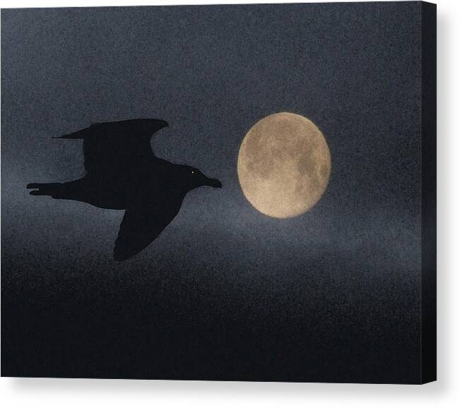 Night Canvas Print featuring the photograph Night Bird by Mark Alan Perry